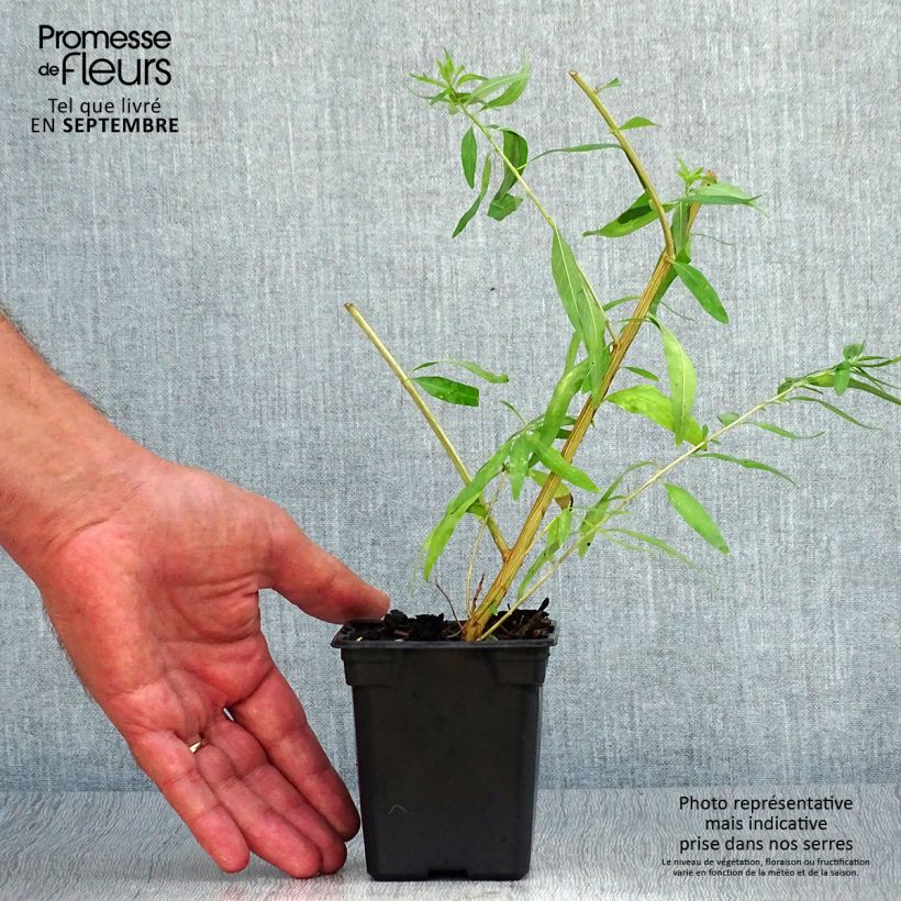 Esimerkki syksyllä toimitetusta Sitruunaverbena luomu - Aloysia citriodora Minipaakku Ø 3/4 cm-taimesta