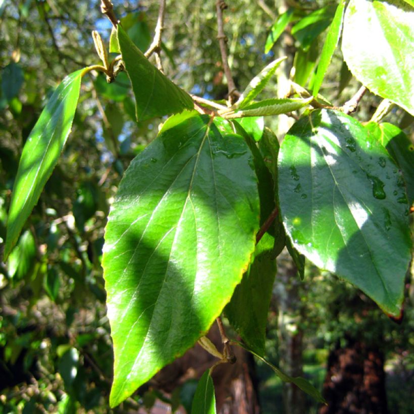 Burkwoodolvon - Viburnum x burkwoodii (Lehvistö)
