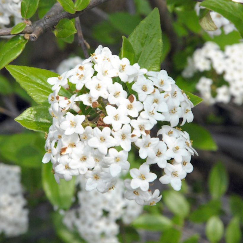 Burkwoodolvon - Viburnum x burkwoodii (Kukinta)