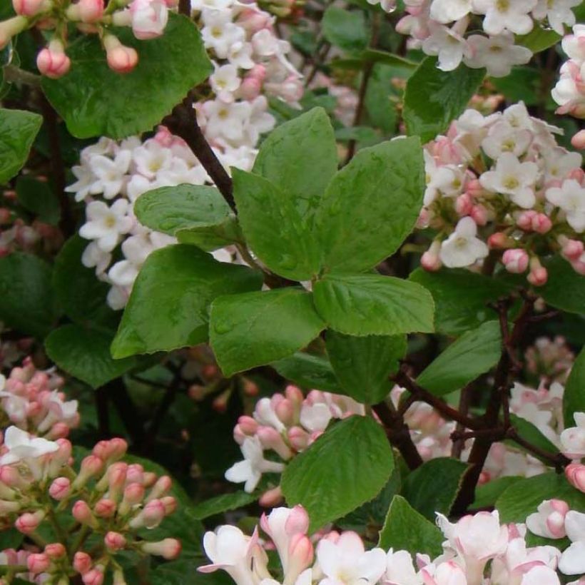 Burkwoodolvon Ann Russell (Lehvistö)