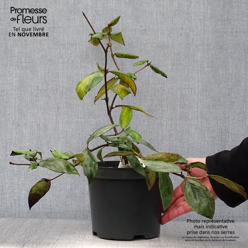Esimerkki syksyllä toimitetusta Burkwoodolvon - Viburnum x burkwoodii 3 litran/4 litran ruukku-taimesta