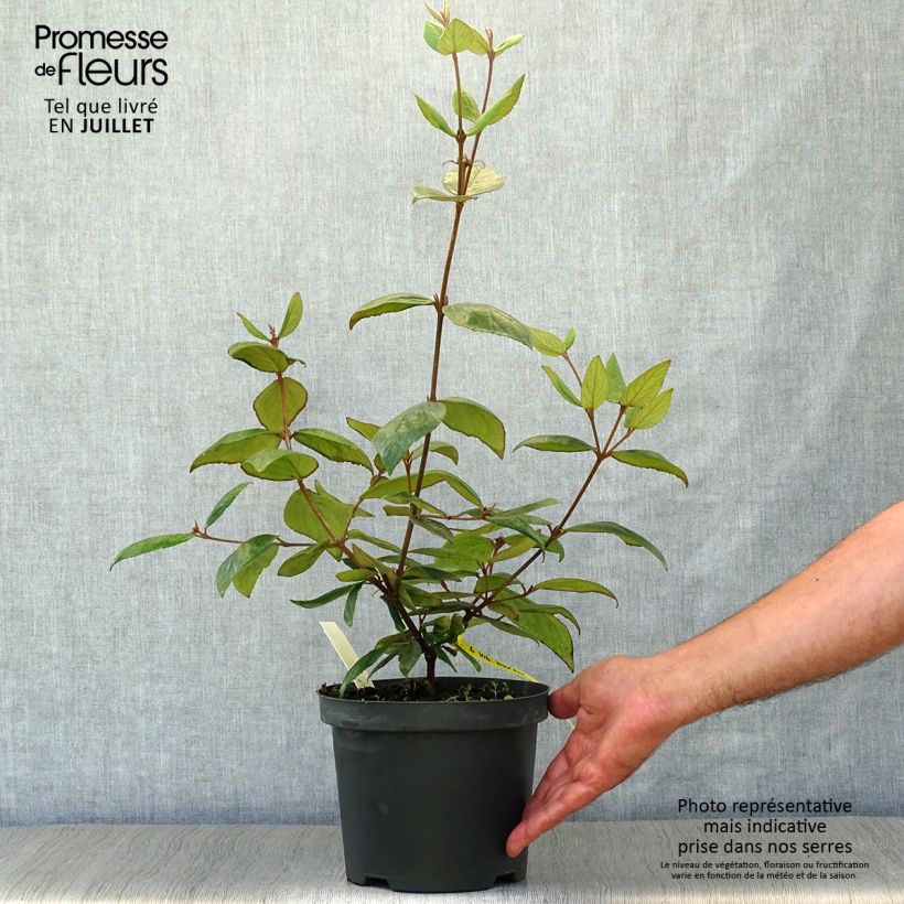 Esimerkki kesällä toimitetusta Burkwoodolvon - Viburnum x burkwoodii Ruukku 3L / 4L-taimesta