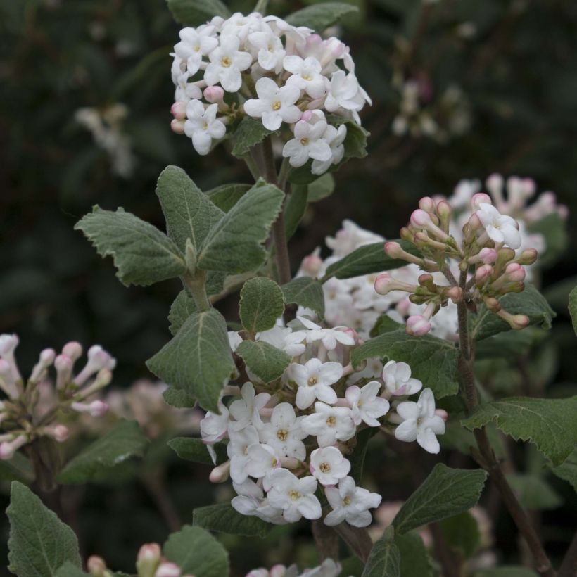 Tuoksuheisi Caprifoliaceae (Kukinta)