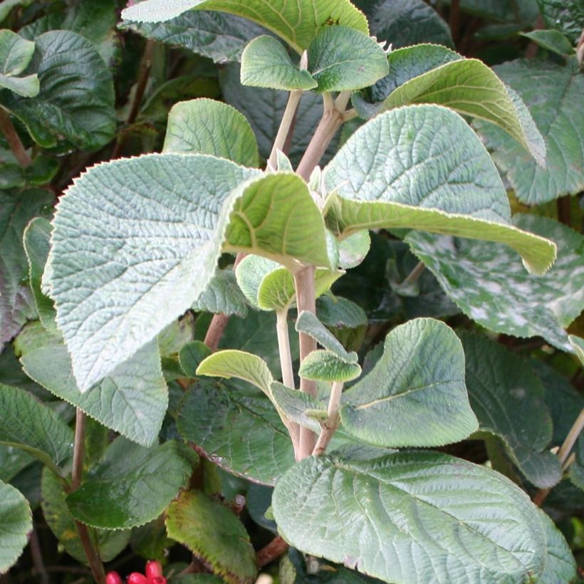 Tuoksuheisi Juddii (Lehvistö)
