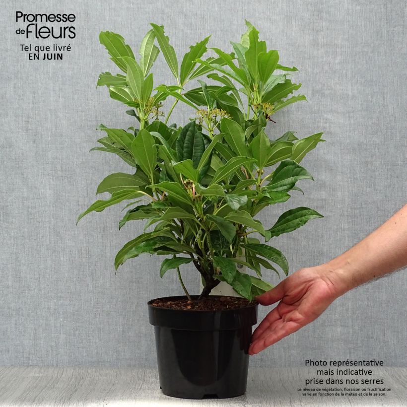 Esimerkki kesällä toimitetusta Heisi - Viburnum davidii Ruukku 3L / 4L-taimesta