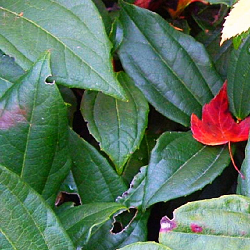Heisi - Viburnum davidii (Lehvistö)