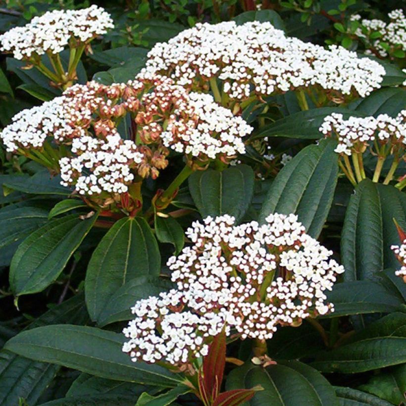 Heisi - Viburnum davidii (Kukinta)