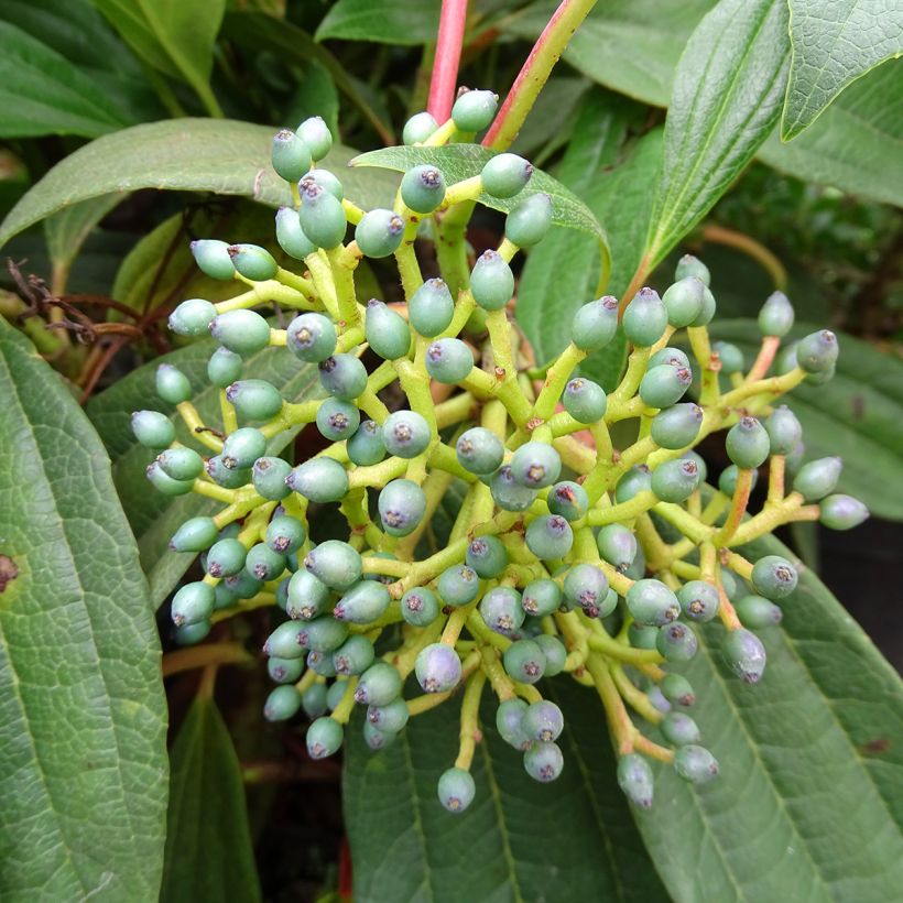 Heisi - Viburnum davidii (Sadonkorjuu)