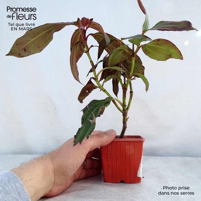 Esimerkki keväällä toimitetusta Heisi - Viburnum davidii Taimiruukku 8/9 cm-taimesta
