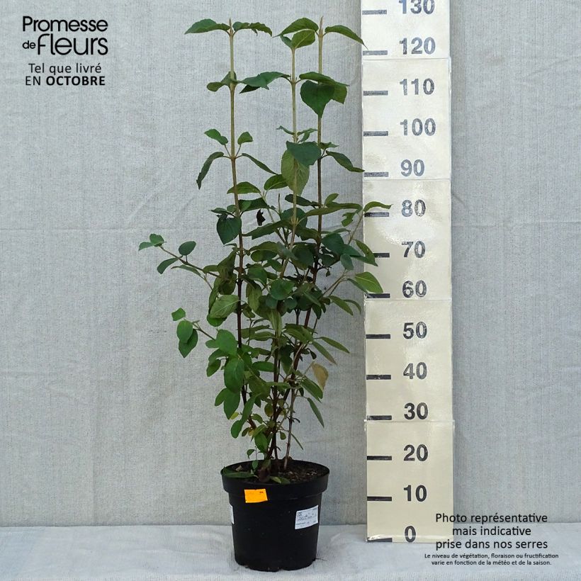 Esimerkki syksyllä toimitetusta Villaheisi - Viburnum lantana 4 litran/5 litran ruukku-taimesta
