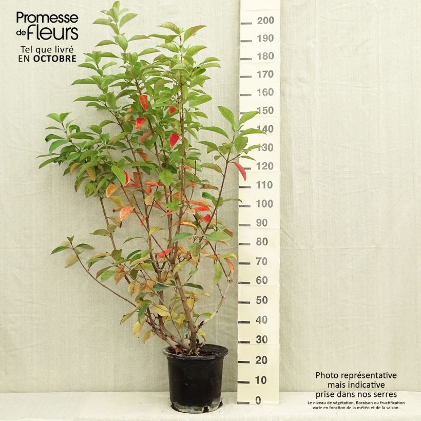 Esimerkki syksyllä toimitetusta Heisi - Viburnum lucidum 2 litran/3 litran ruukku-taimesta