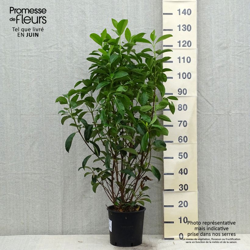 Esimerkki kesällä toimitetusta Heisi - Viburnum lucidum Pot de 2L/3L-taimesta