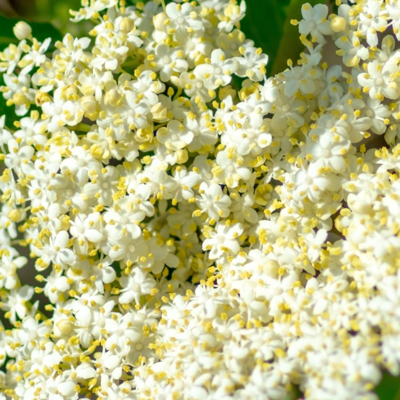 Siloheisi Brandywine (Kukinta)