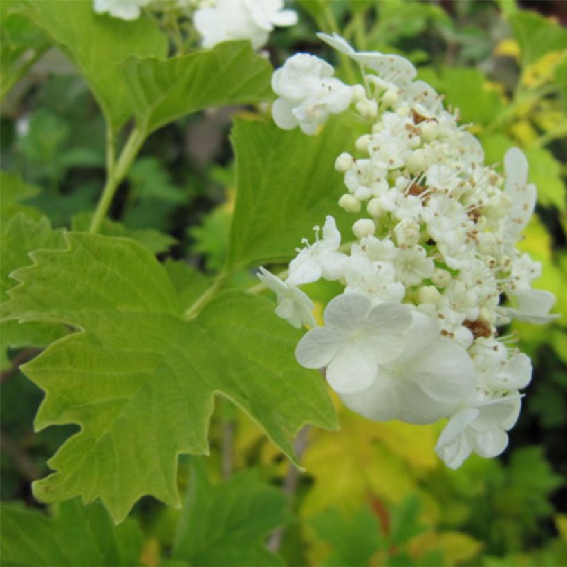Koiranheisi Xanthocarpum (Kukinta)