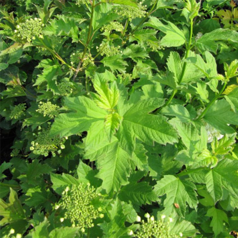 Koiranheisi Xanthocarpum (Lehvistö)