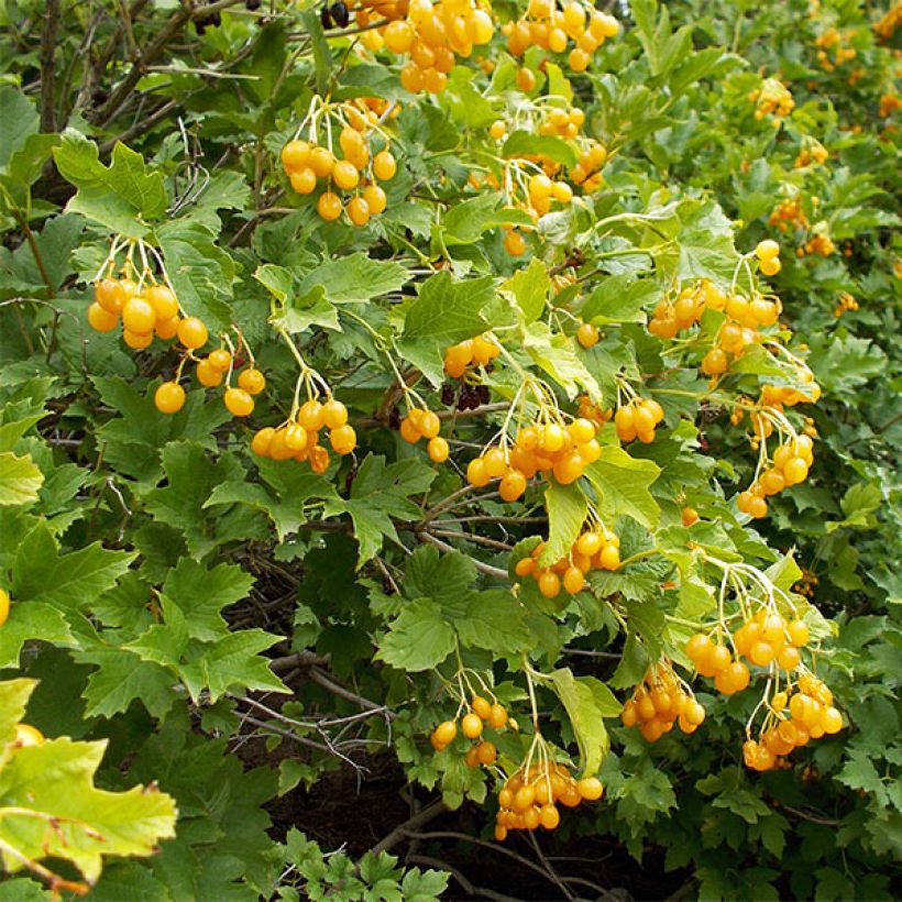 Koiranheisi Xanthocarpum (Sadonkorjuu)