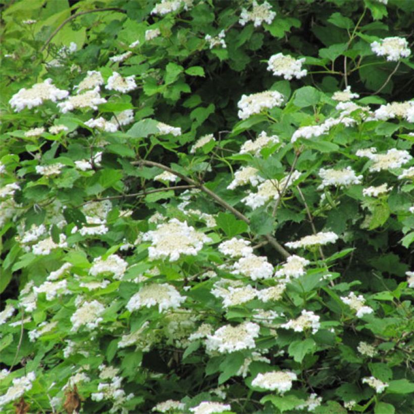 Koiranheisi - Viburnum opulus (Kukinta)