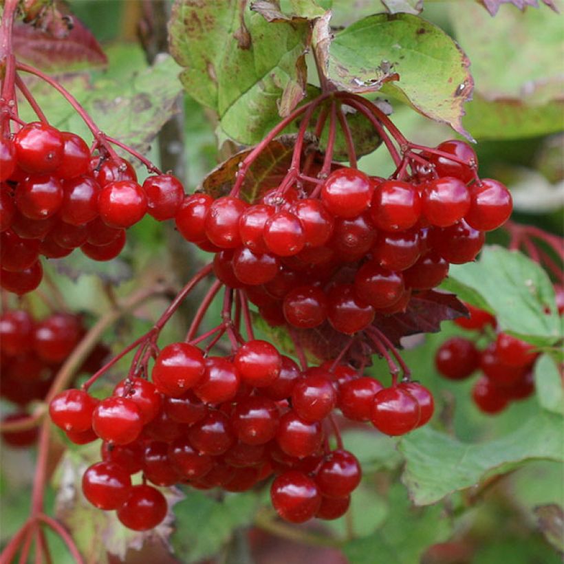 Koiranheisi - Viburnum opulus (Sadonkorjuu)