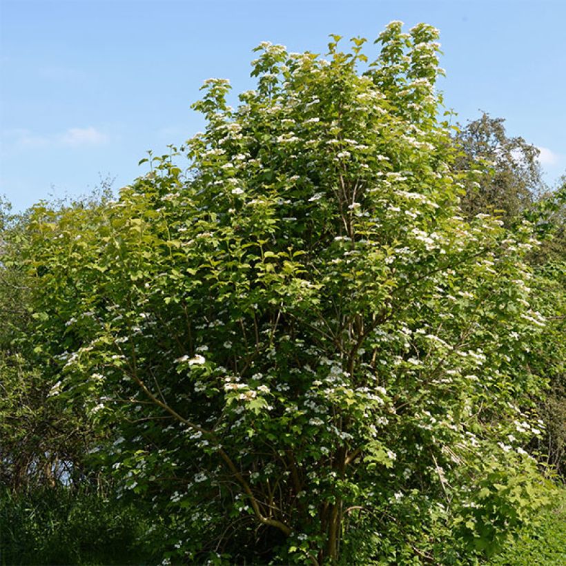 Koiranheisi - Viburnum opulus (Kasvutapa)