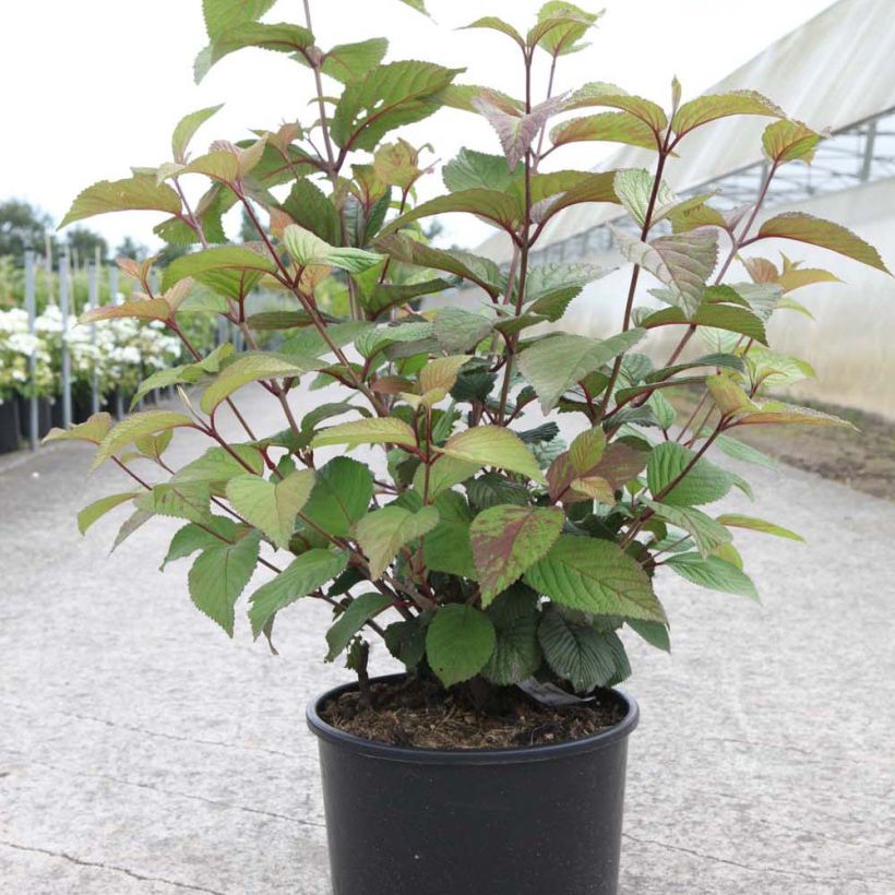 Lumipalloangervo Grandiflorum Noble (Kasvutapa)