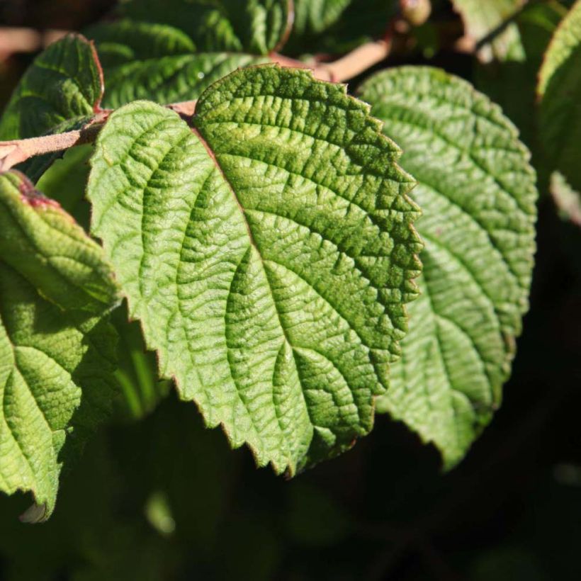 Poimuheisi Shasta (Lehvistö)