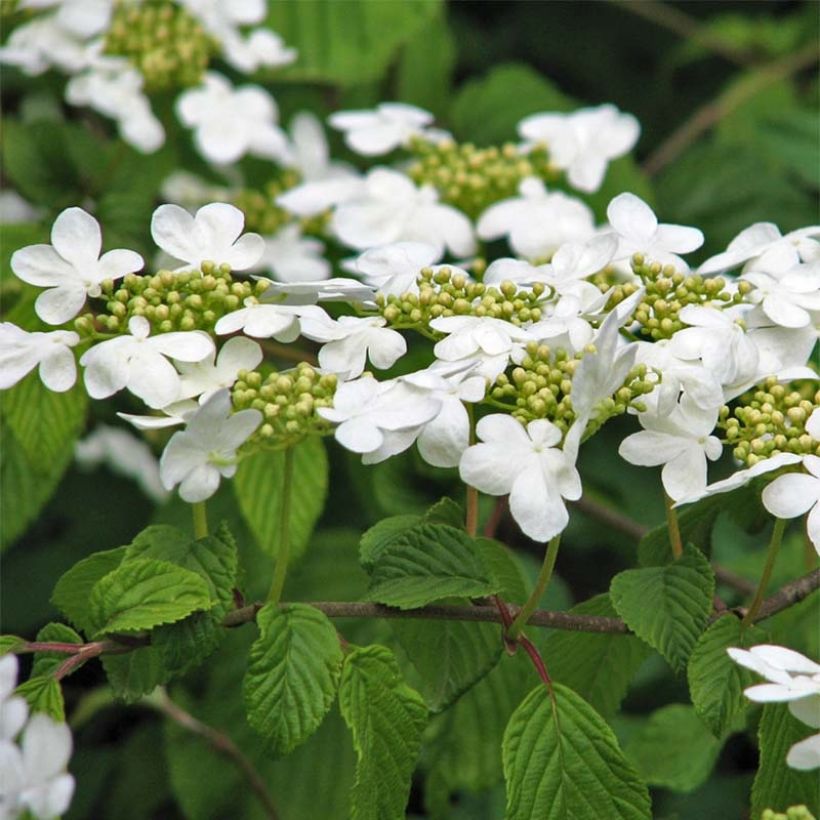Lumipalloangervo Tomentosum (Kukinta)