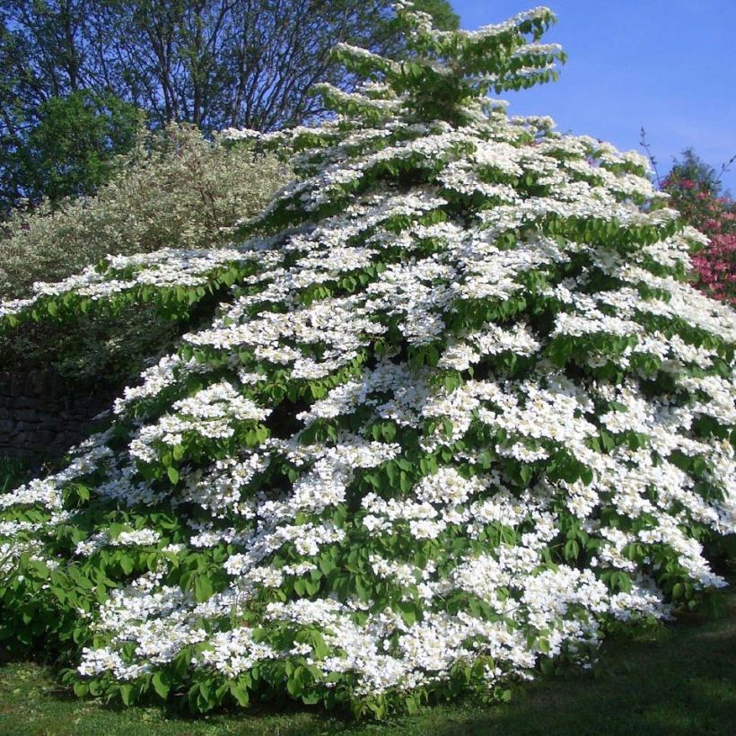 Lumipalloangervo Tomentosum (Kasvutapa)