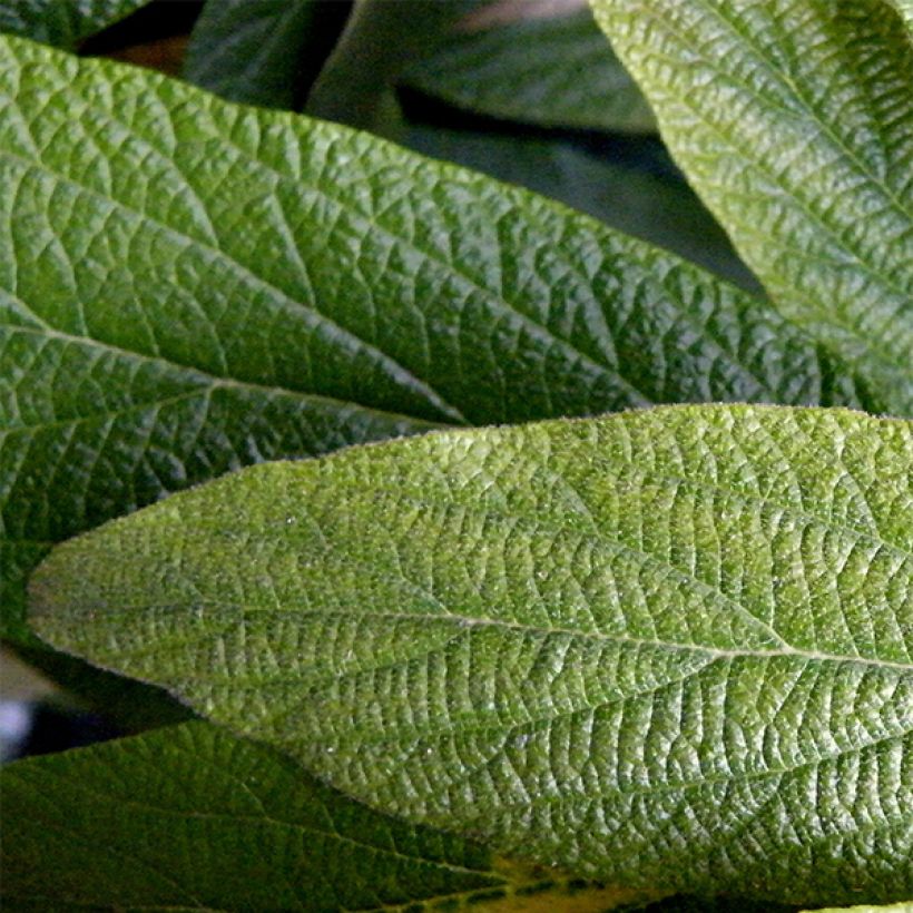 Poimuheisi - Viburnum rhytidophyllum (Lehvistö)