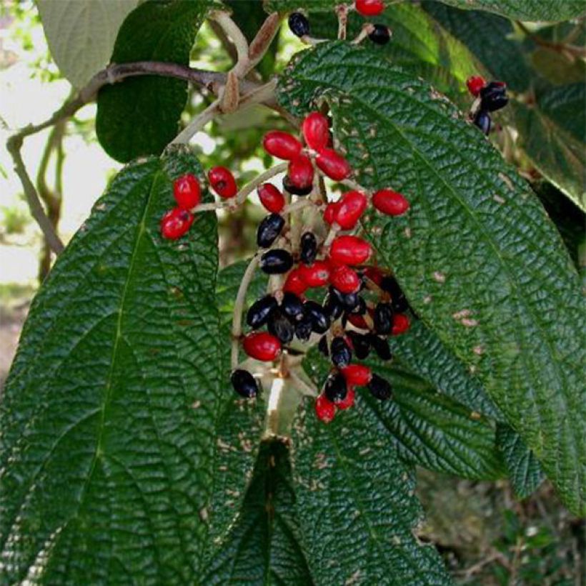 Poimuheisi - Viburnum rhytidophyllum (Sadonkorjuu)