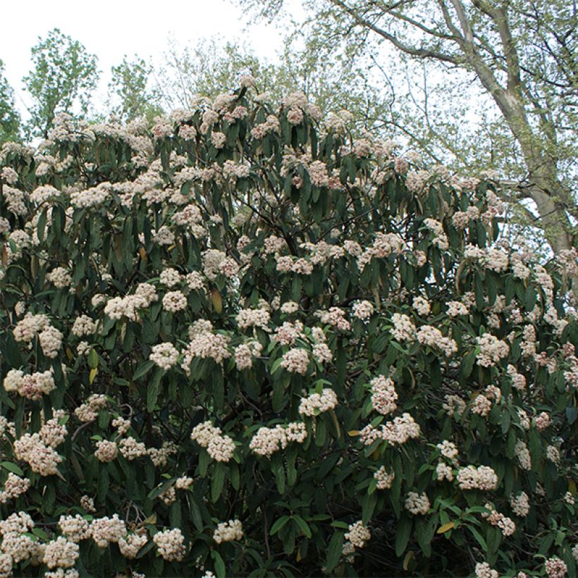 Poimuheisi - Viburnum rhytidophyllum (Kasvutapa)