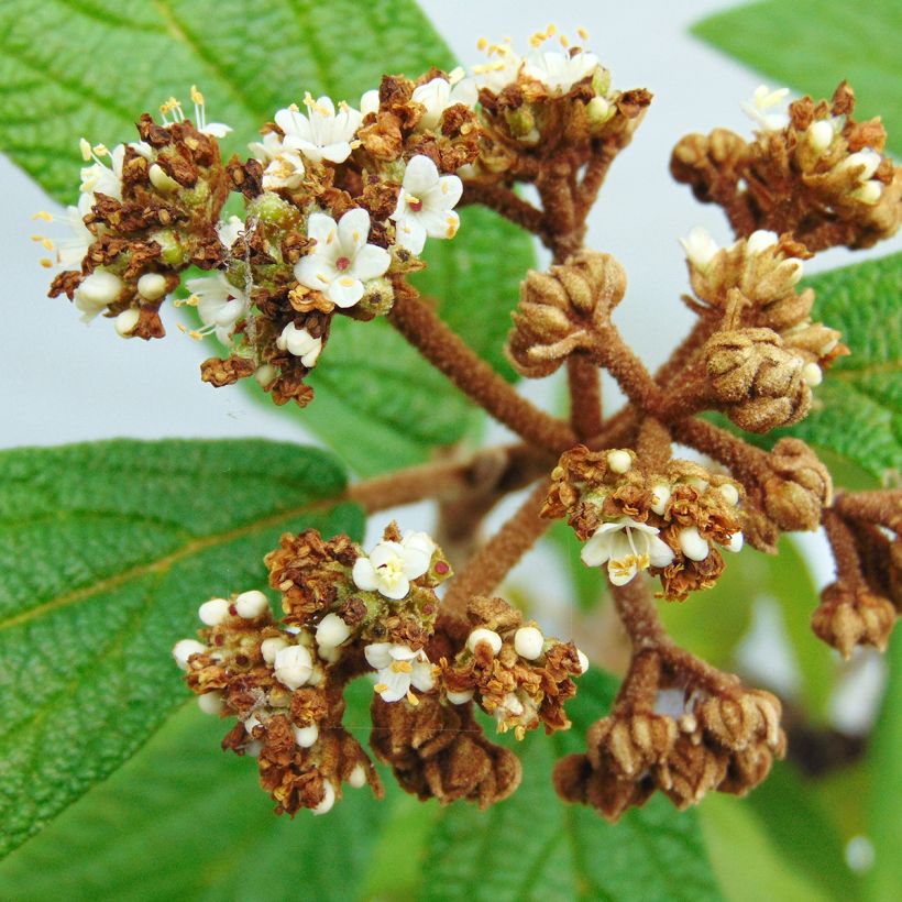 Poimuheisi - Viburnum rhytidophyllum (Kukinta)