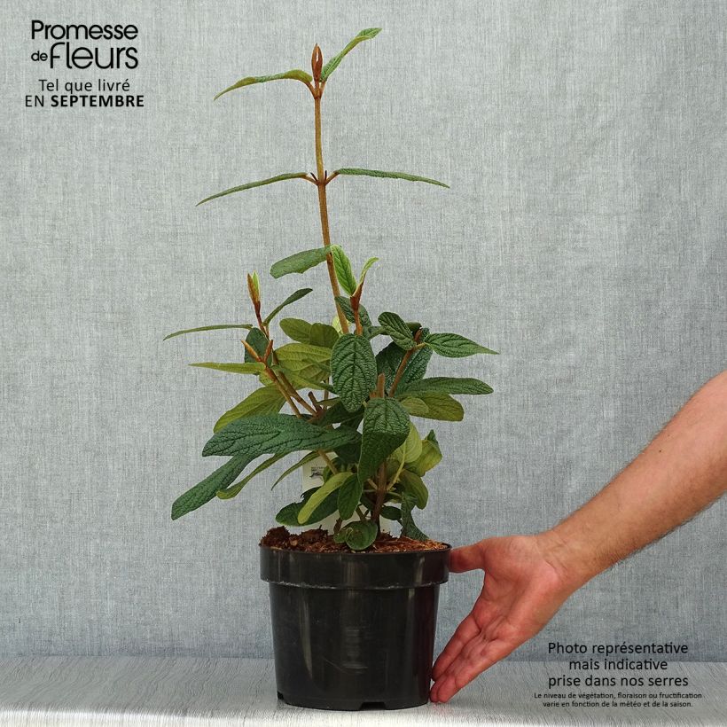 Esimerkki syksyllä toimitetusta Poimuheisi - Viburnum rhytidophyllum 2 litran/3 litran ruukku-taimesta