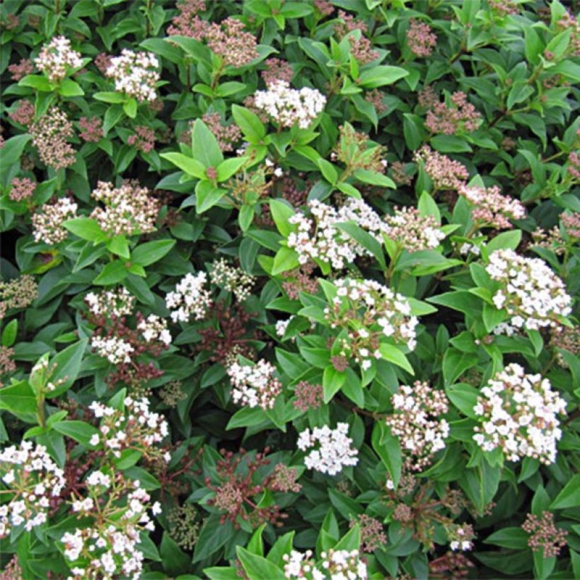 Laakeriheisi Eve Price (Kukinta)