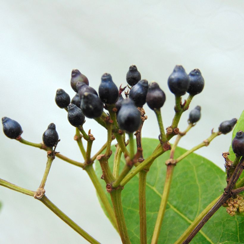 Laakeriheisi Lisarose (Sadonkorjuu)