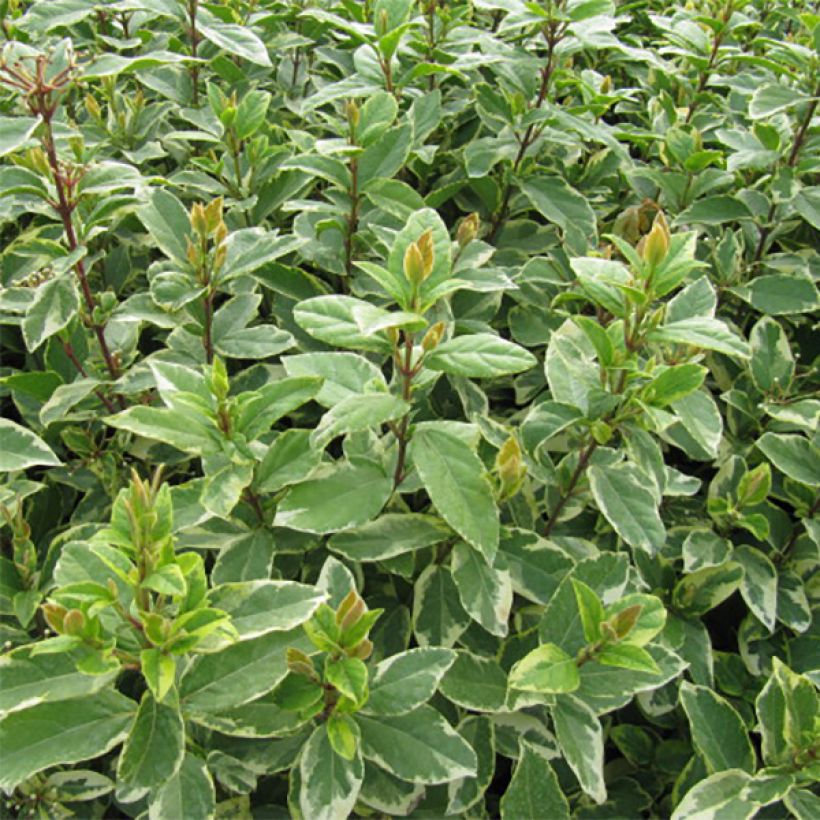 Laakeriheisi Variegatum (Lehvistö)