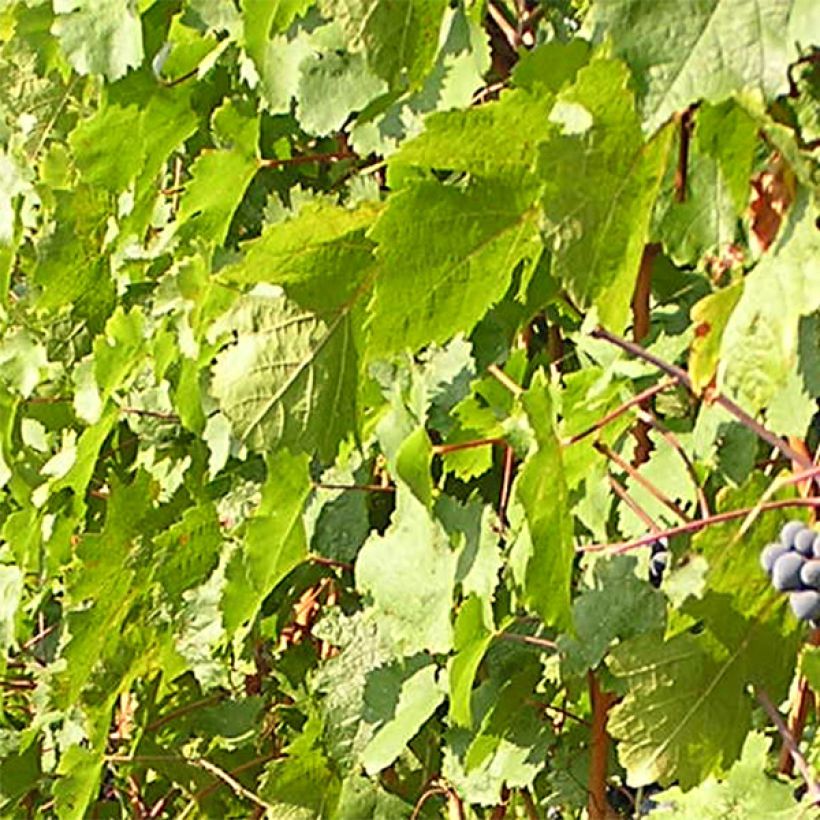 Aitoviiniköynnös Cabernet Franc (Lehvistö)
