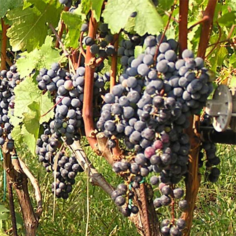 Aitoviiniköynnös Cabernet Franc (Sadonkorjuu)
