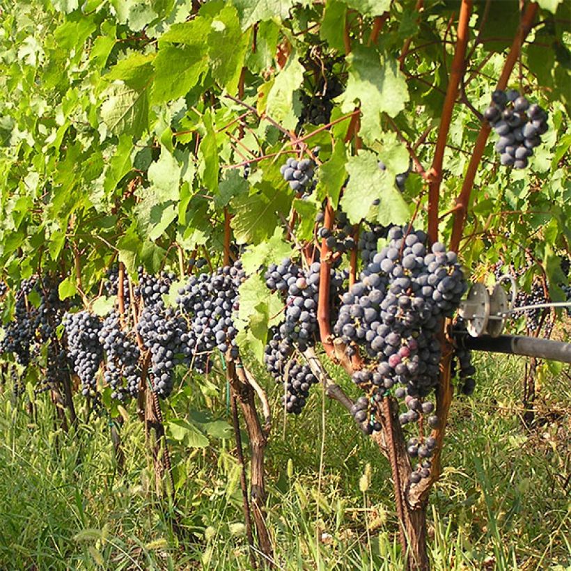 Aitoviiniköynnös Cabernet Franc (Kasvutapa)