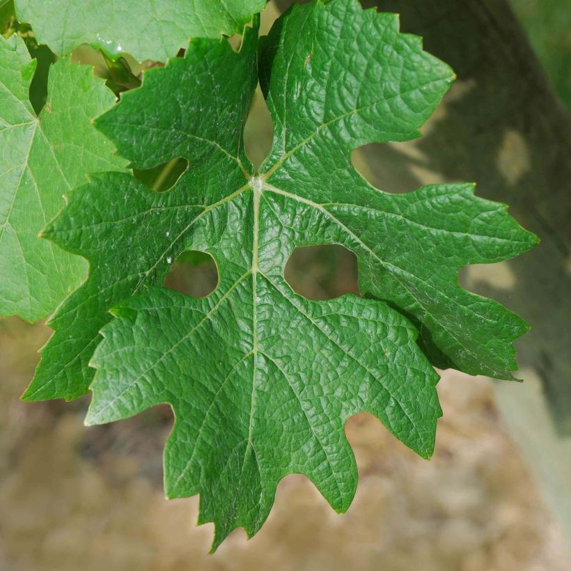 Aitoviiniköynnös Cabernet Sauvignon (Lehvistö)