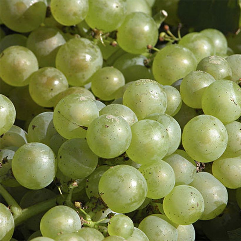 Aitoviiniköynnös Chardonnay (Kukinta)