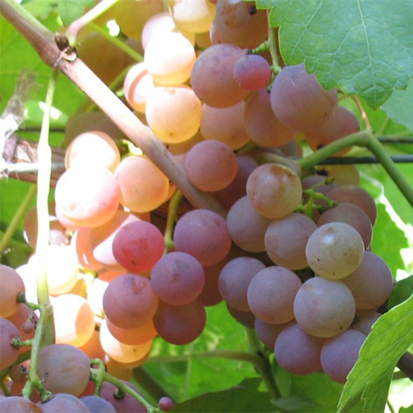 Aitoviiniköynnös Chasselas Rose (Sadonkorjuu)