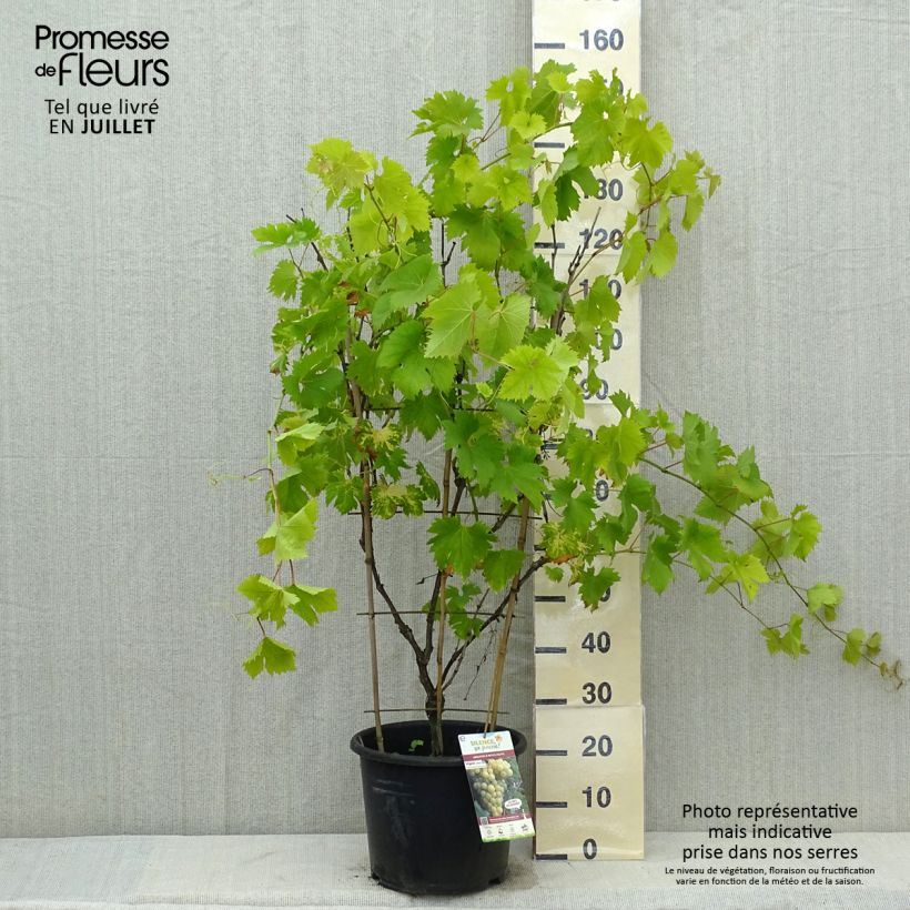 Esimerkki kesällä toimitetusta Vigne Fanny Pot de 12L/15L-taimesta