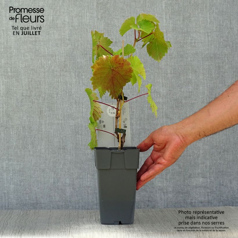 Esimerkki kesällä toimitetusta Vigne Frankenthaler Pot de 2L/3L-taimesta