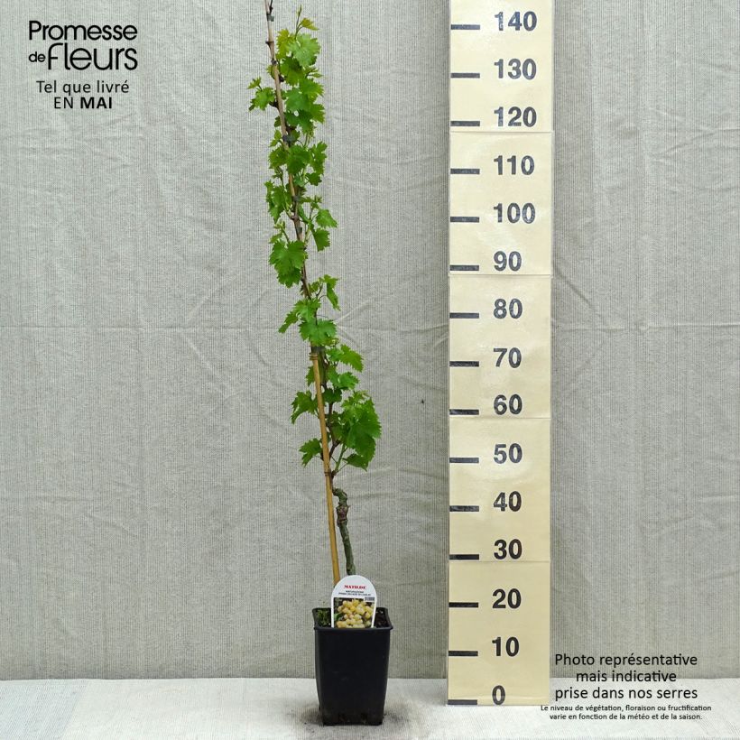 Esimerkki keväällä toimitetusta Aitoviiniköynnös Matilde Pot de 3L/4L-taimesta