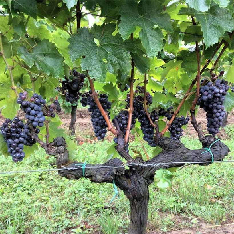 Aitoviiniköynnös Merlot (Kasvutapa)