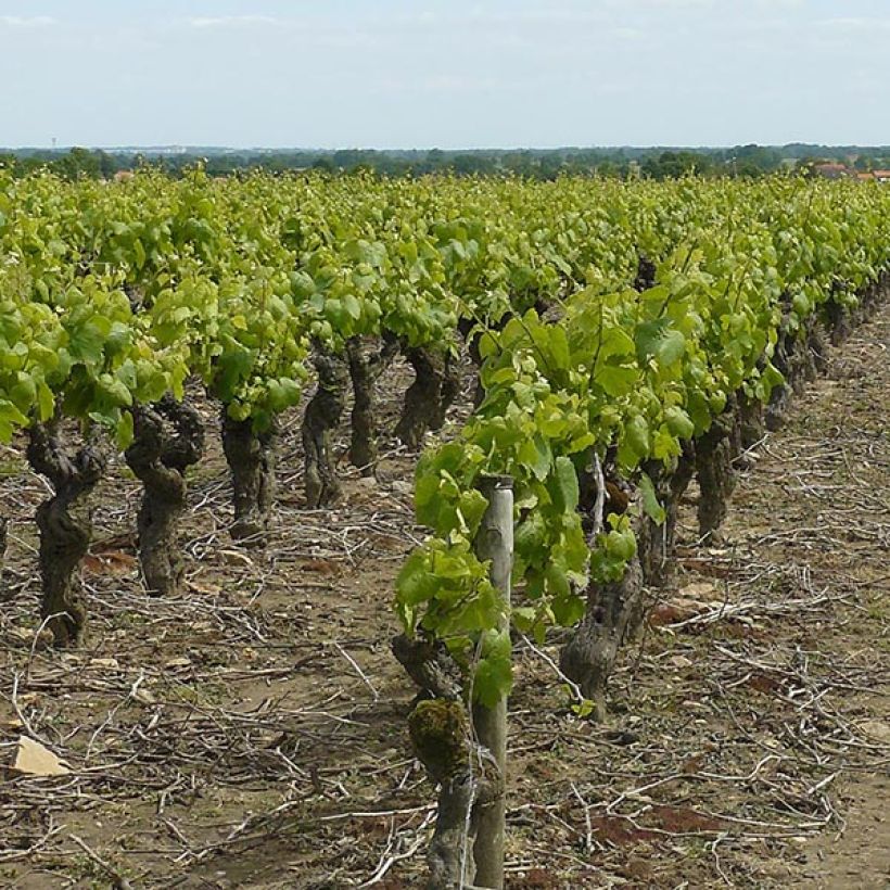 Aitoviiniköynnös Muscat d'Alexandrie (Kasvutapa)