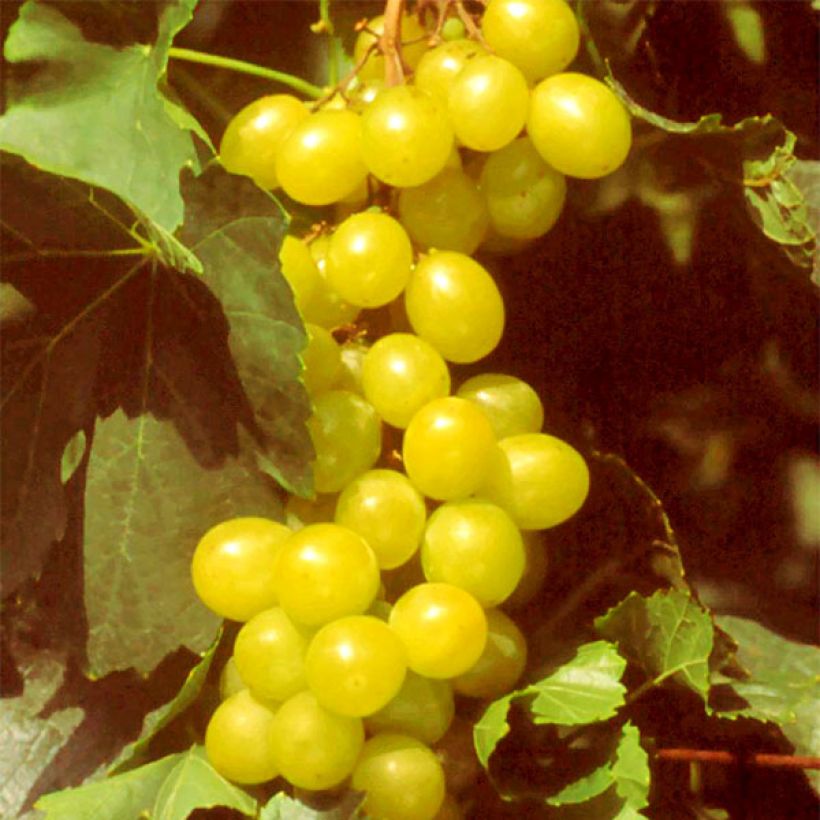 Aitoviiniköynnös Muscat d'Alexandrie (Sadonkorjuu)