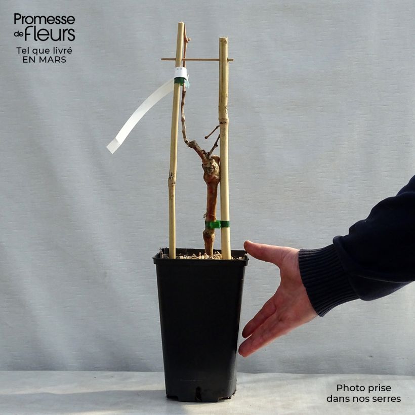 Example of Vigne Muscat de Hambourg Pot de 1,5L/2L as you get in printemps