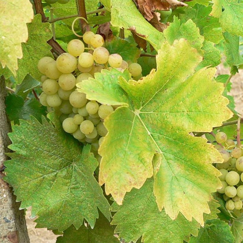 Aitoviiniköynnös Perle de Csaba (Sadonkorjuu)