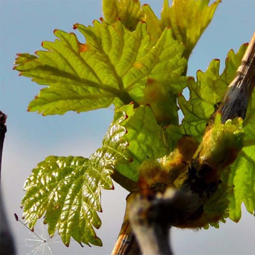 Aitoviiniköynnös Pinot Noir (Lehvistö)